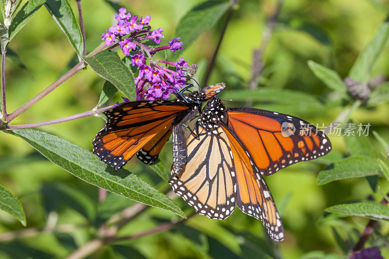 黑脉金斑蝶(Danaus plexippus)在大卫的白脉金斑蝶上交配